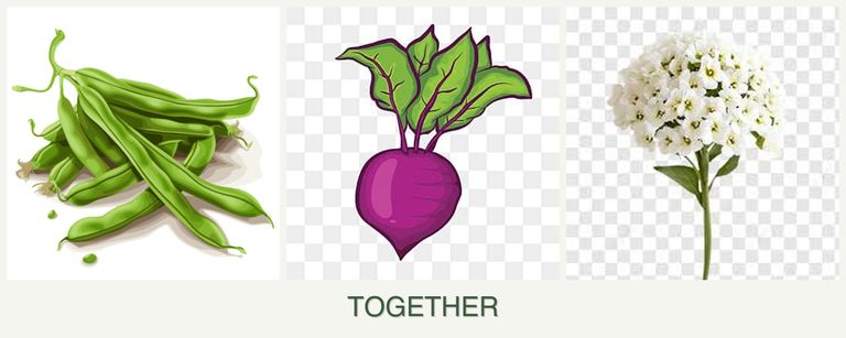 Can you plant beans, beets and alyssum together?