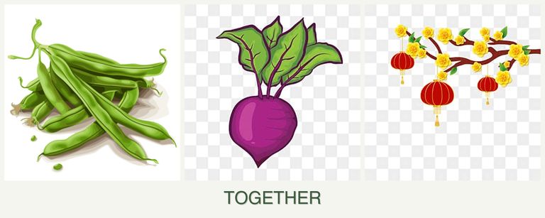 Can you plant beans, beets and apricots together?