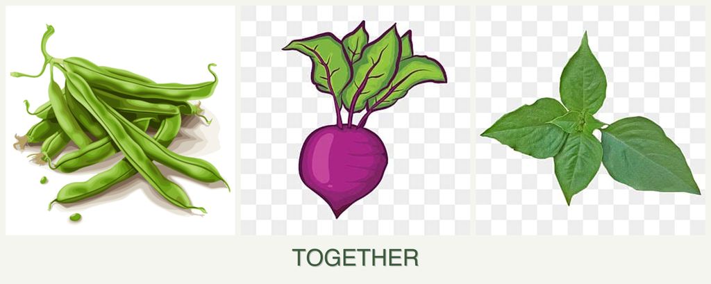 Can you plant beans, beets and basil together?