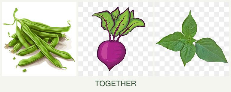 Can you plant beans, beets and basil together?