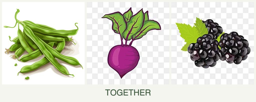 Can you plant beans, beets and blackberries together?