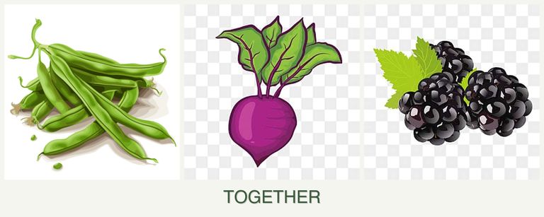 Can you plant beans, beets and blackberries together?