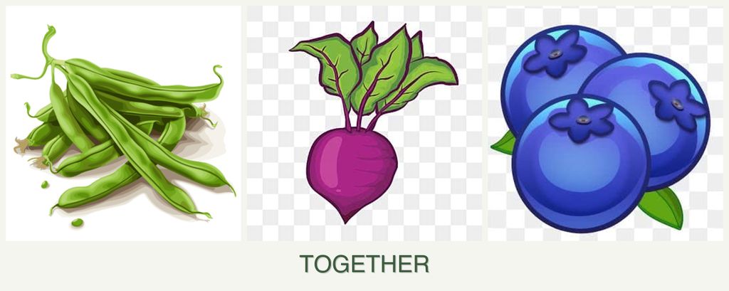 Can you plant beans, beets and blueberries together?
