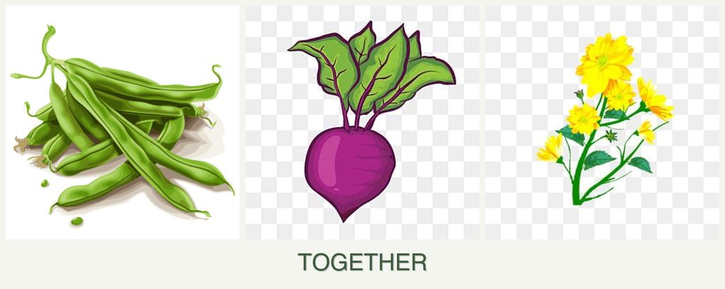 Can you plant beans, beets and calendula together?