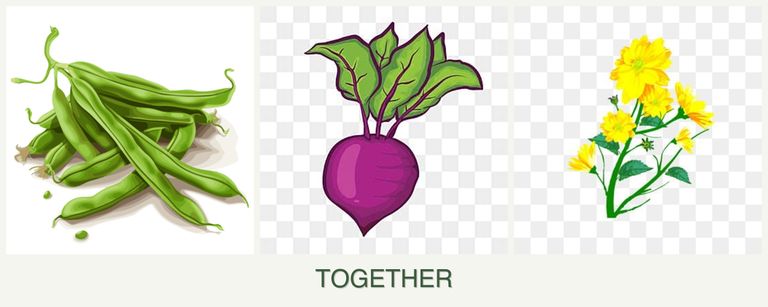 Can you plant beans, beets and calendula together?