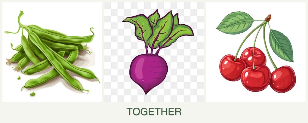 Can you plant beans, beets and cherries together?
