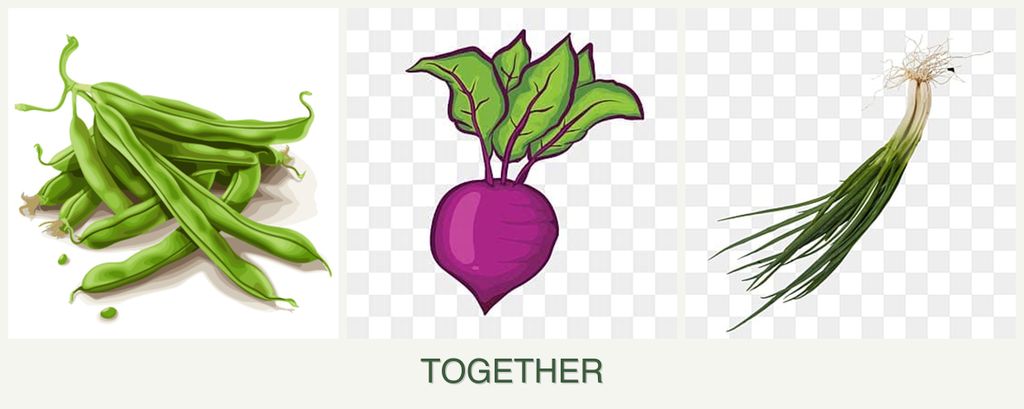 Can you plant beans, beets and chives together?