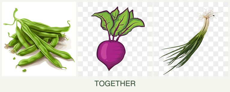 Can you plant beans, beets and chives together?
