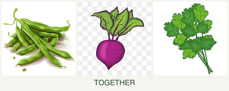 Can you plant beans, beets and cilantro together?
