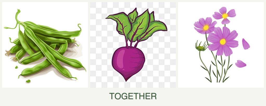 Can you plant beans, beets and cosmos together?