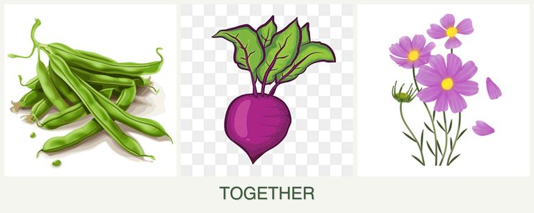Can you plant beans, beets and cosmos together?