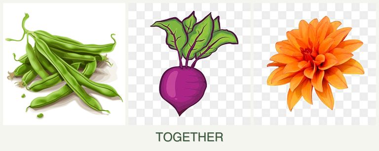 Can you plant beans, beets and dahlias together?