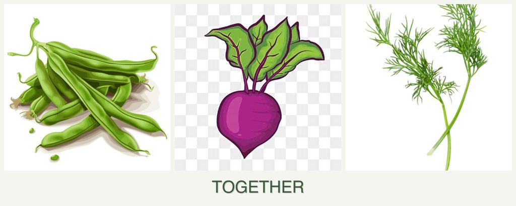 Can you plant beans, beets and dill together?