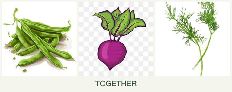 Can you plant beans, beets and dill together?