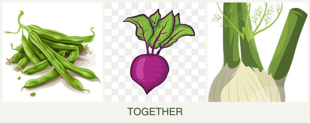 Can you plant beans, beets and fennel together?
