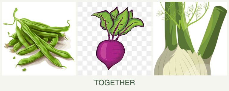 Can you plant beans, beets and fennel together?
