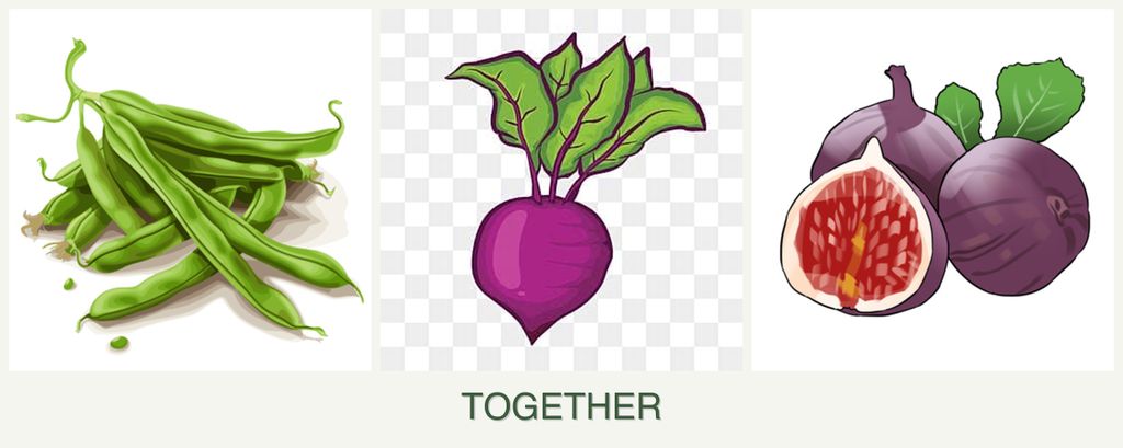 Can you plant beans, beets and figs together?