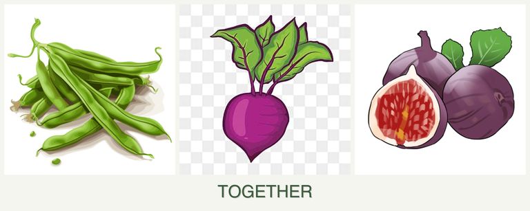 Can you plant beans, beets and figs together?