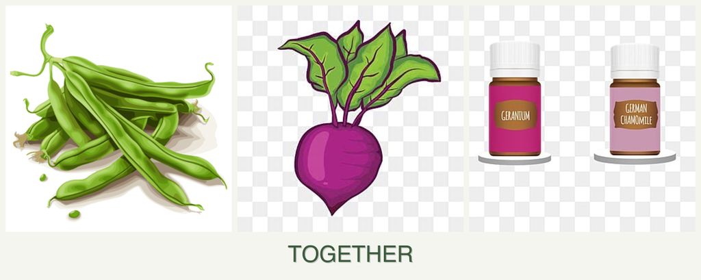 Can you plant beans, beets and geraniums together?