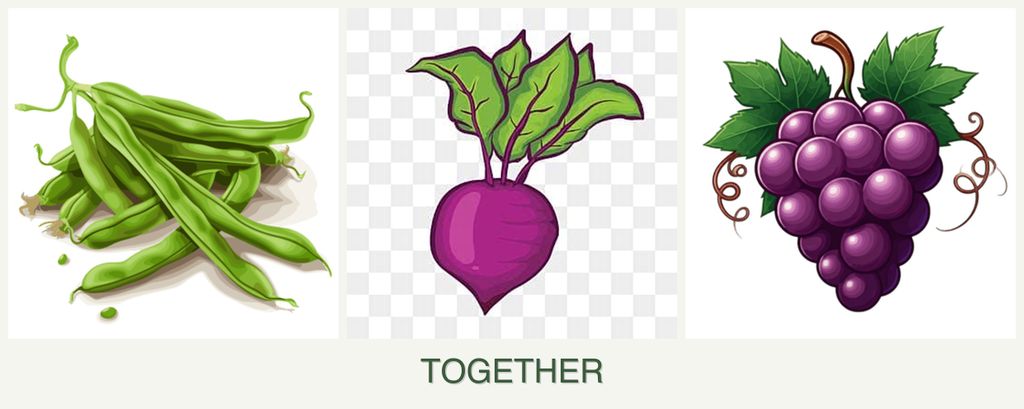 Can you plant beans, beets and grapes together?