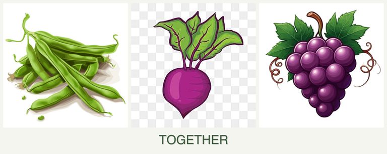 Can you plant beans, beets and grapes together?