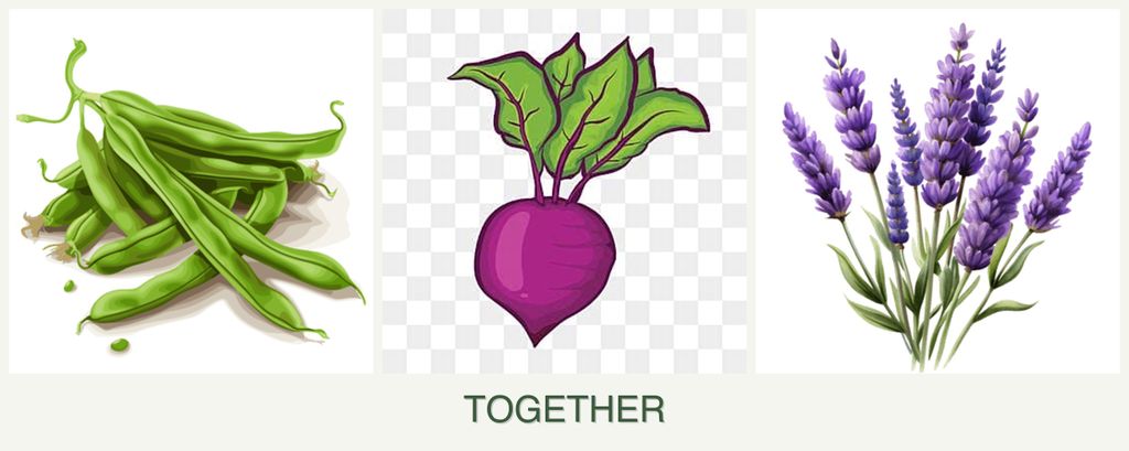 Can you plant beans, beets and lavender together?