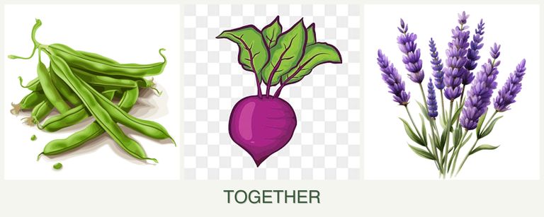 Can you plant beans, beets and lavender together?