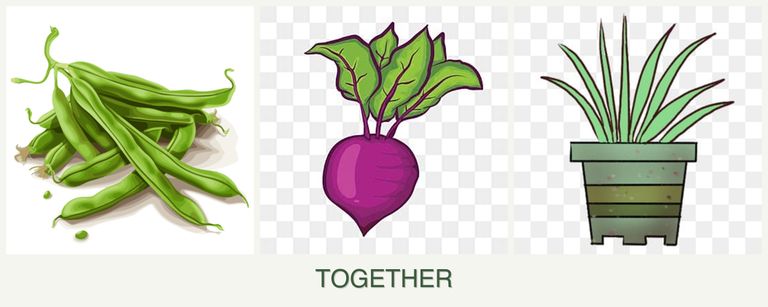 Can you plant beans, beets and lemongrass together?