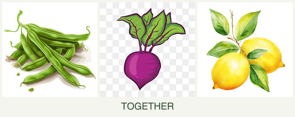 Can you plant beans, beets and lemons together?