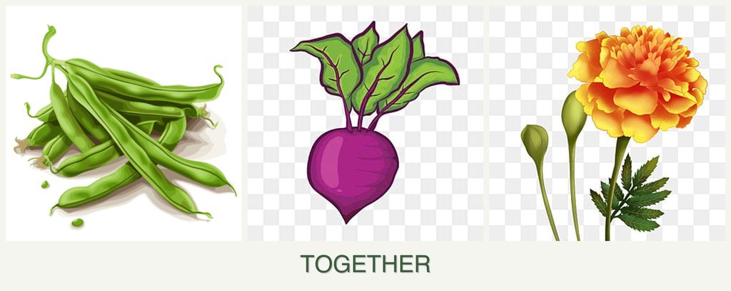 Can you plant beans, beets and marigolds together?