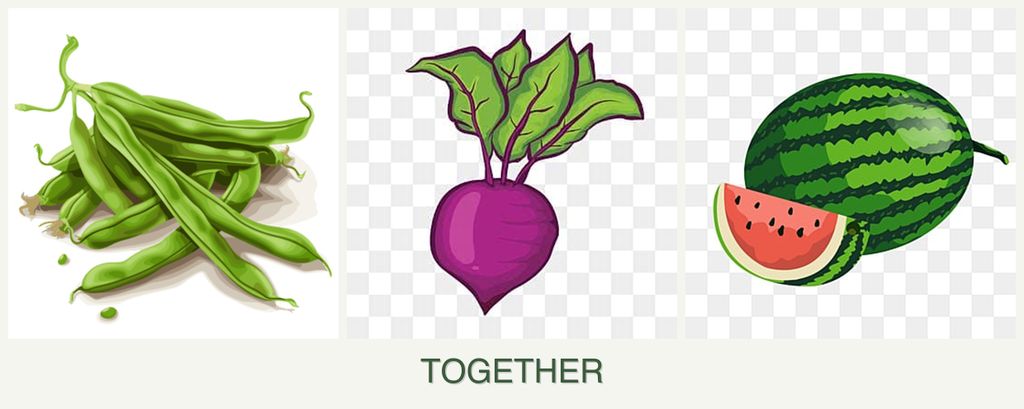 Can you plant beans, beets and melons together?