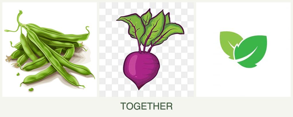 Can you plant beans, beets and mint together?