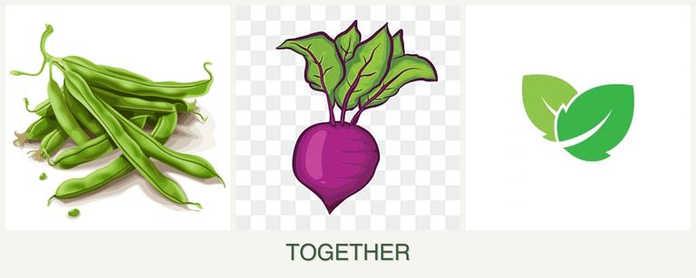 Can you plant beans, beets and mint together?