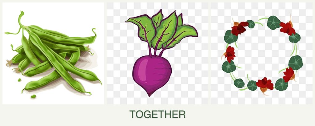 Can you plant beans, beets and nasturtiums together?