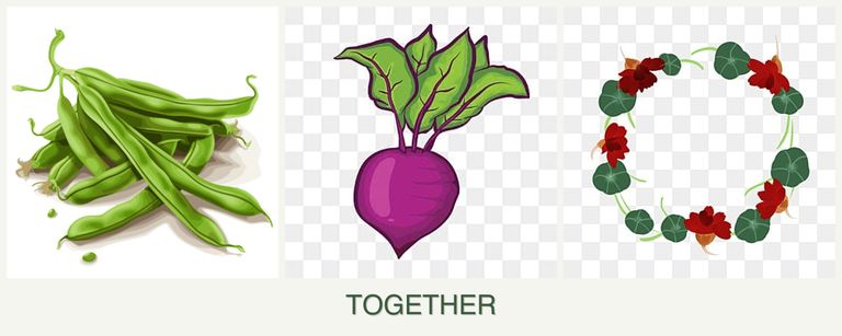 Can you plant beans, beets and nasturtiums together?