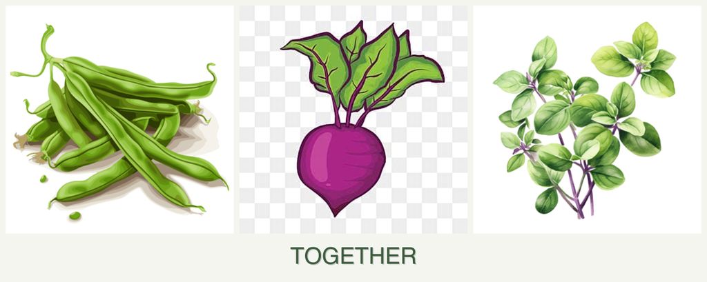 Can you plant beans, beets and oregano together?
