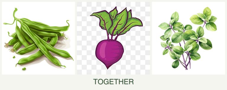 Can you plant beans, beets and oregano together?
