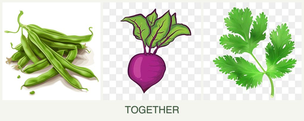 Can you plant beans, beets and parsley together?