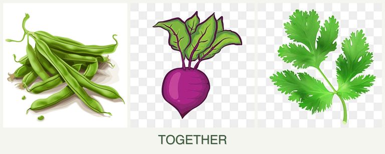 Can you plant beans, beets and parsley together?