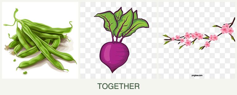 Can you plant beans, beets and peaches together?