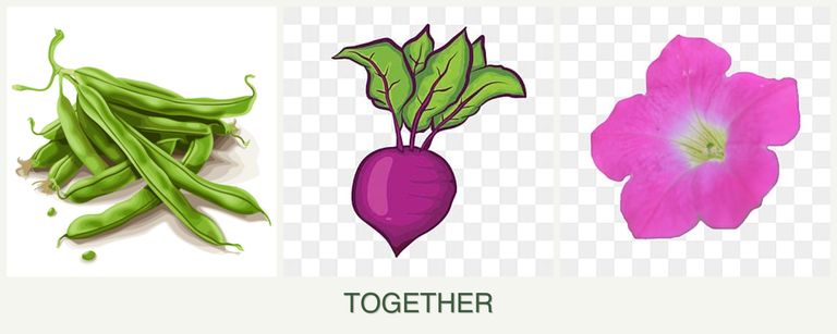 Can you plant beans, beets and petunias together?
