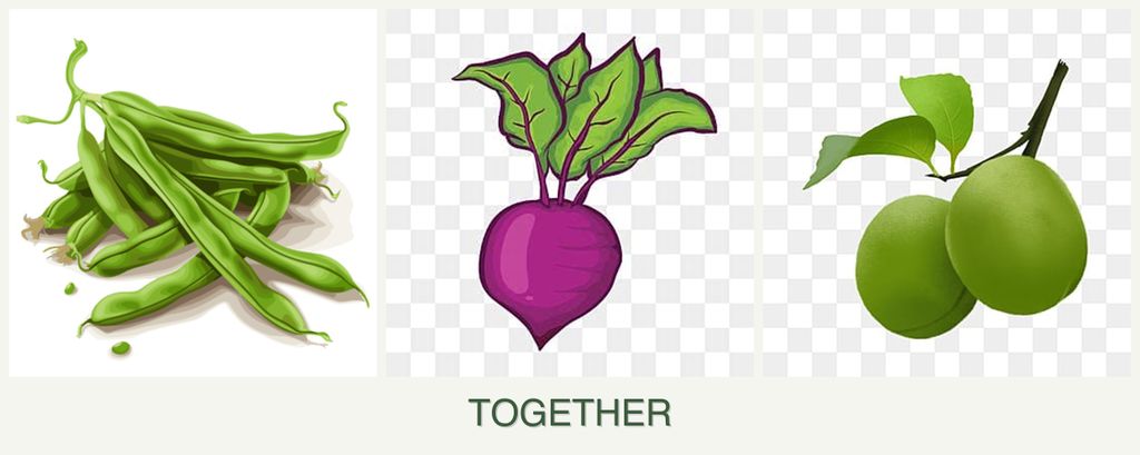 Can you plant beans, beets and plums together?
