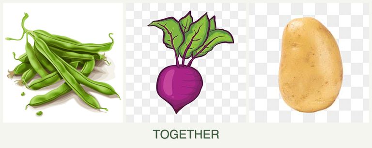 Can you plant beans, beets and potatoes together?