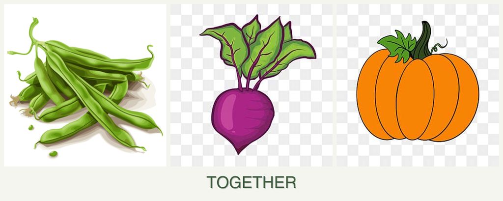 Can you plant beans, beets and pumpkin together?