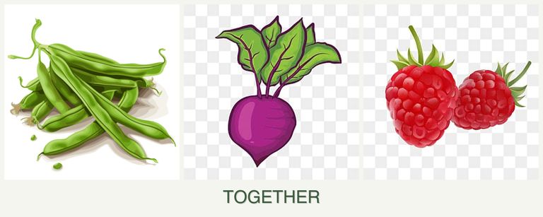 Can you plant beans, beets and raspberries together?