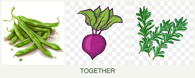 Can you plant beans, beets and rosemary together?