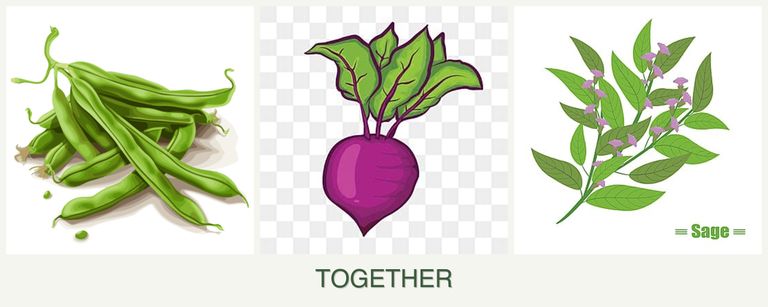 Can you plant beans, beets and sage together?