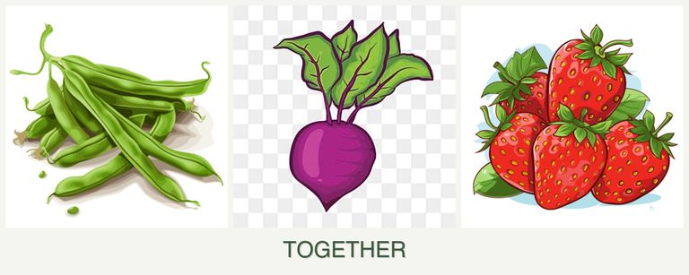 Can you plant beans, beets and strawberries together?