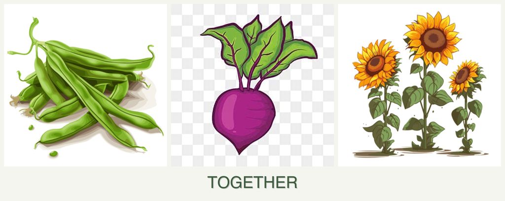 Can you plant beans, beets and sunflowers together?