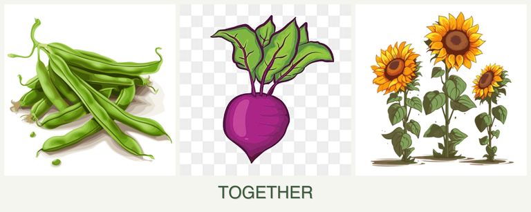 Can you plant beans, beets and sunflowers together?